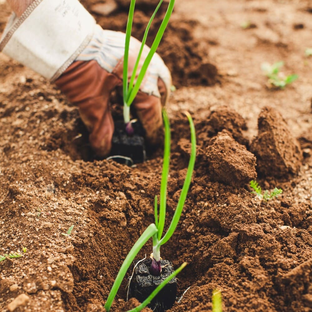 春の植え付けから始まる庭づくりの年間計画