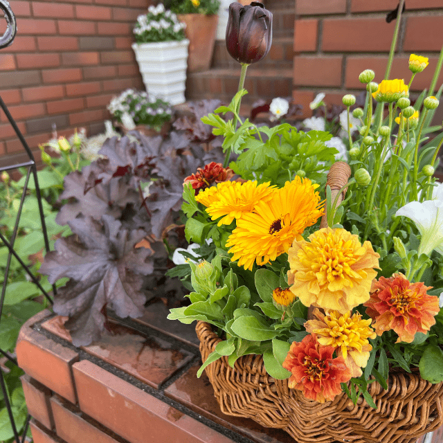 春のギャザリング寄せ植え教室​